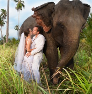 Newlywed couple kissing next to elephant