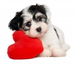 Puppy leaning on red heart shaped pillow